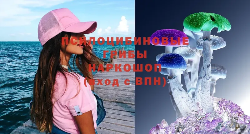 Псилоцибиновые грибы Psilocybe  купить   Липецк 